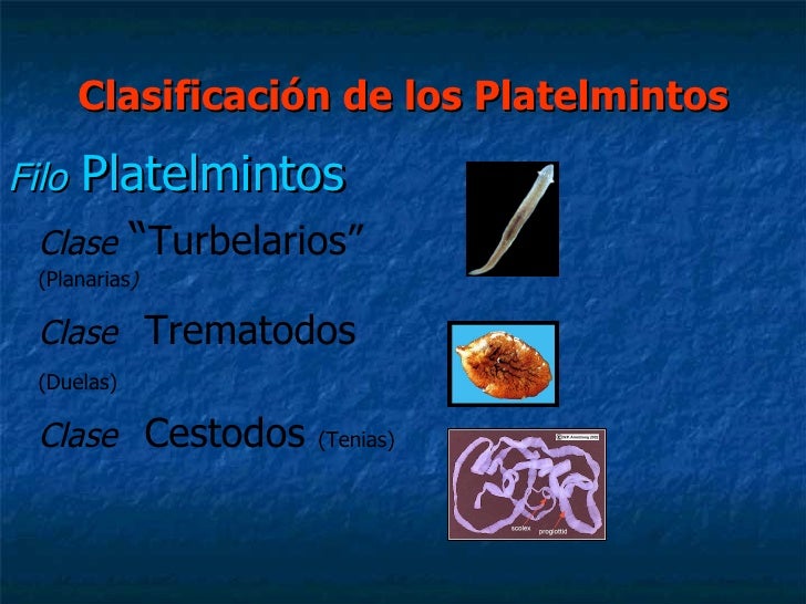 Fotos de los platelmintos 87 Fotos de los platelmintos 69
